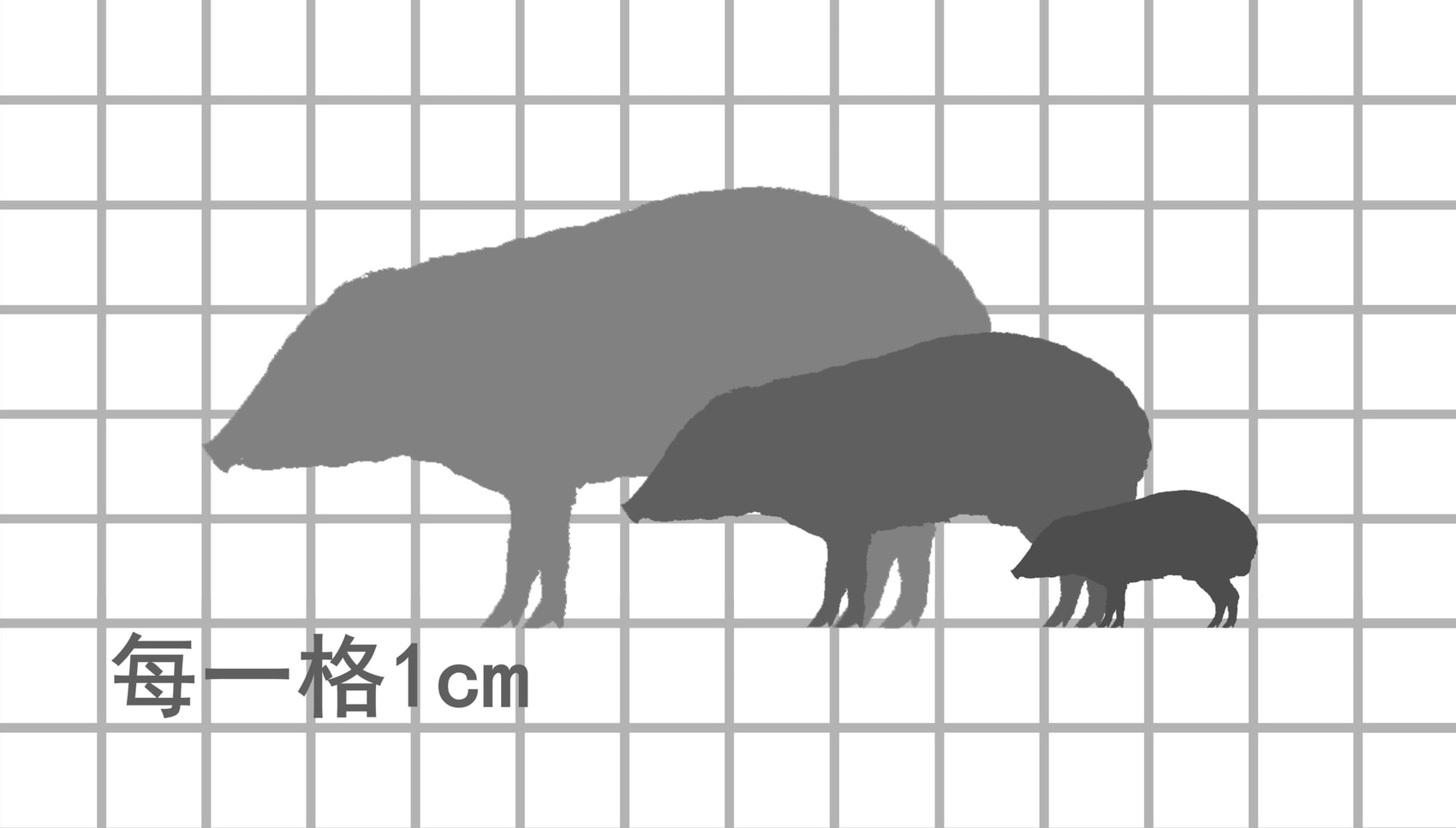 姬猪尺寸比例图，每一格1cm