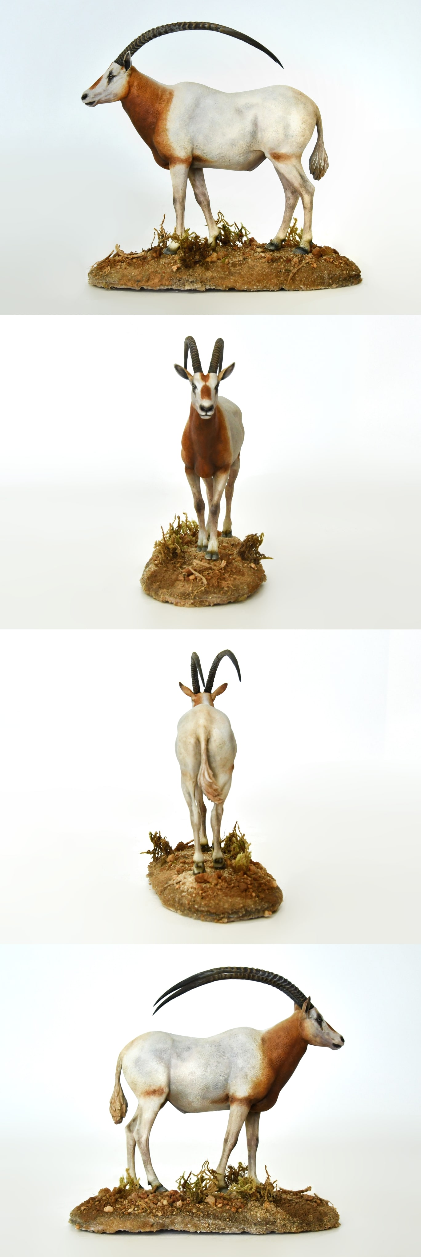 弯角剑羚成品多角度完整展示图